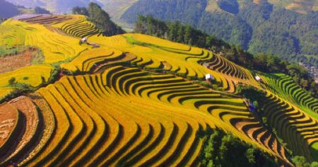 Ảnh của TOP 6 địa điểm đẹp nhất để ngắm mùa lúa chín vùng cao Tây Bắc